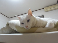 猫の日（２月２２日）