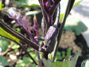 素人野菜研究会
