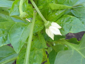 素人野菜研究会