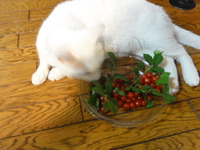 猫の日（２月２２日）