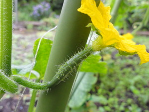 素人野菜研究会