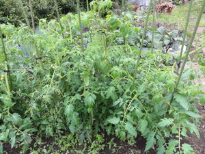 素人野菜研究会
