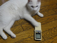 猫の日（２月２２日）