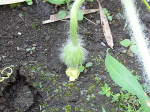 素人野菜研究会（スイカ編）