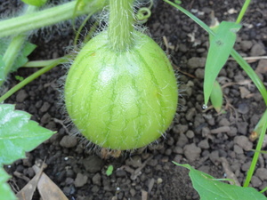 素人野菜研究会