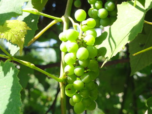 素人野菜研究会