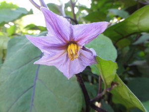 花を贈ります！