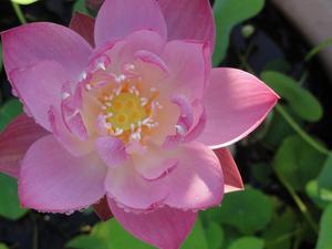 花を贈ります！
