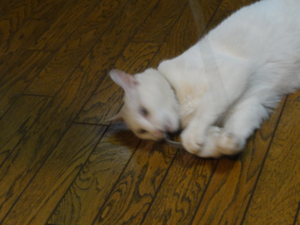 猫をねずみで釣る！