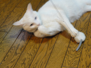 猫をねずみで釣る！