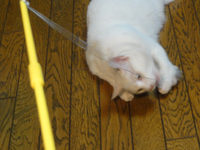 猫の日（２月２２日）
