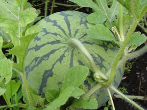 素人野菜研究会（スイカ編）