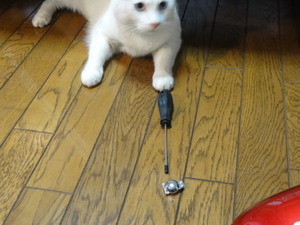 猫の整備士ＣＢ７５０Ｆｏｕｒ　（ＮＯ、５０）
