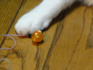 猫の整備士ＣＢ７５０Ｆｏｕｒ　（ＮＯ、５０）