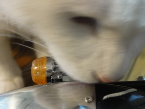 猫の整備士ＣＢ７５０Ｆｏｕｒ　（ＮＯ、５０）