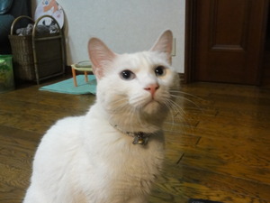 猫のＣＢ７５０Ｆｏｕｒ