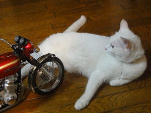 猫のＣＢ７５０Ｆｏｕｒ