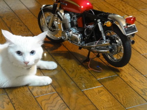 猫のＣＢ７５０Ｆｏｕｒ