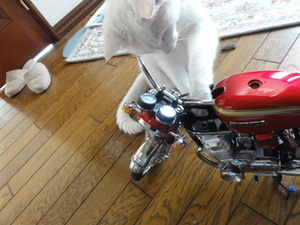 猫のＣＢ７５０Ｆｏｕｒ