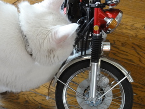 猫のＣＢ７５０Ｆｏｕｒ