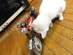 猫のバイク組み立て