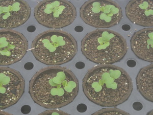 素人野菜研究会（白菜編）