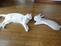 猫の日（２月２２日）
