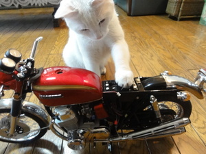 猫のＣＢ７５０組み立て