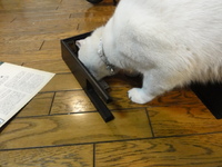 猫のＣＢ７５０Ｆｏｕｒ