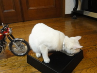 猫のＣＢ７５０Ｆｏｕｒ