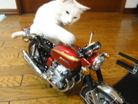 猫のＣＢ７５０Ｆｏｕｒ