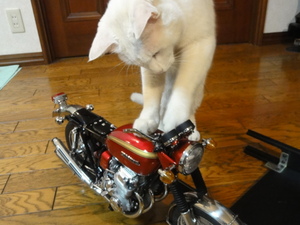 猫のＣＢ７５０Ｆｏｕｒ
