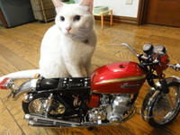 猫のCB750組立