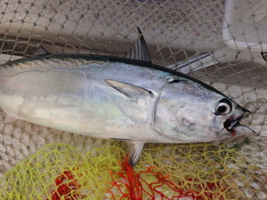海釣り物語