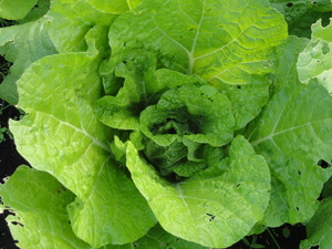 素人野菜研究会（白菜編）