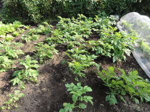 素人野菜研究会（ジャガイモ）