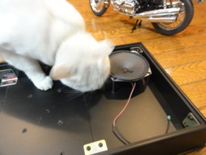 猫のミルフィーがCB750、、、