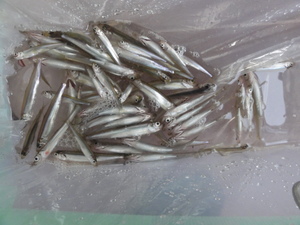 わかさぎ釣り物語（山中湖）