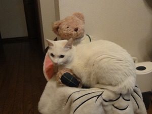 猫の惑星物語