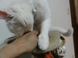 猫の惑星物語