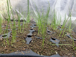 素人野菜研究会（ジャガイモ）