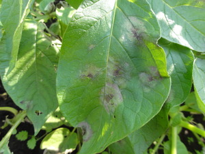 素人野菜研究会（ジャガイモ）