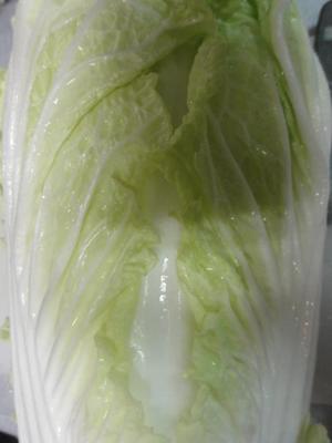 素人野菜研究会（白菜）