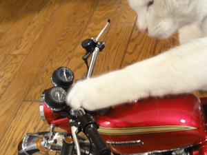 ミルフィーのＣＢ７５０
