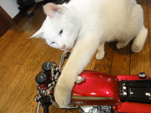 ミルフィーのＣＢ７５０