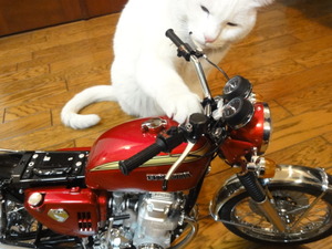 猫の整備士（MIL)