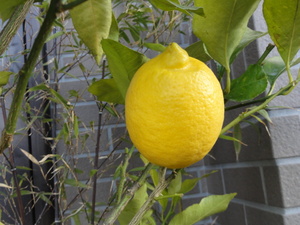 相模原レモン（素人野菜研究会）