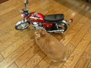 猫＆うさぎの物語