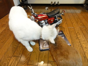 猫＆うさぎの物語