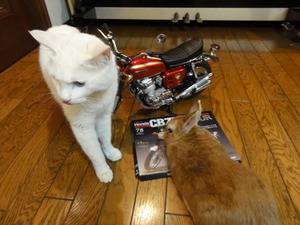 猫＆うさぎの物語